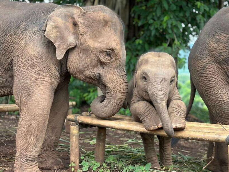 Chiang Mai: Elephant Sanctuary, Waterfall & Bamboo Rafting - Setting the Scene: What the Tour Looks Like