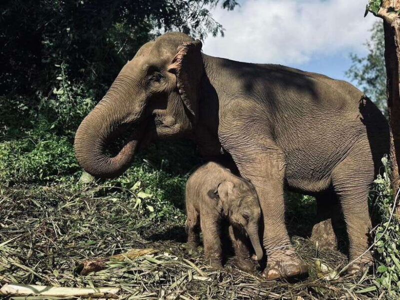Chiang Mai: Elephant Sanctuary, Waterfall & Bamboo Rafting - The Value Proposition