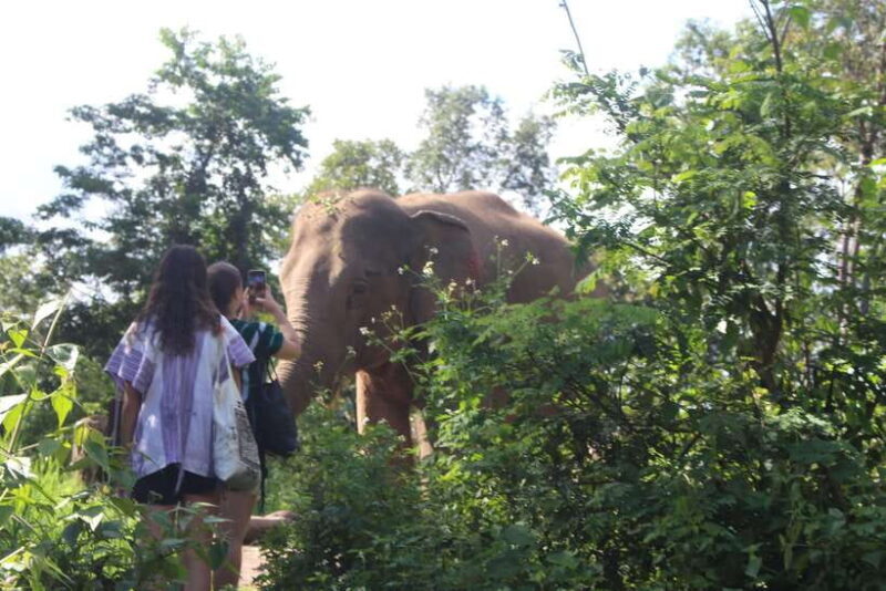 CHIANG MAI ELEPHANT VILLAGE SANCTUARY JUNGLE ADVENTURE - The Value of the Experience