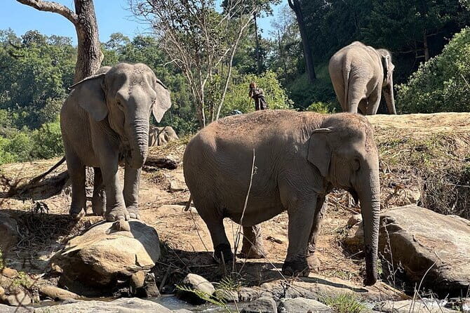 Chiang Mai Elephant Watch and Wang River Rafting - Who is This Tour Best For?