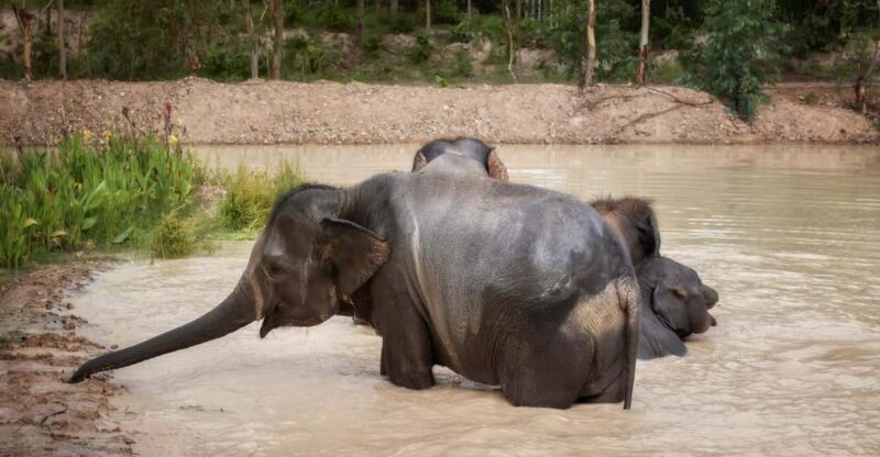 Chiang Mai: Ethical Elephant Encounter Feeding Program - An Honest Look at What to Expect