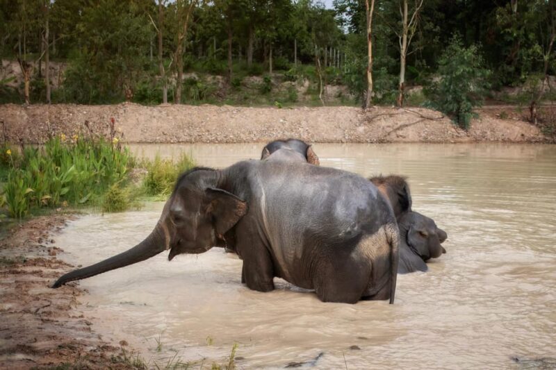 Chiang Mai: Ethical Elephant Encounter Feeding Program - The Practical Details