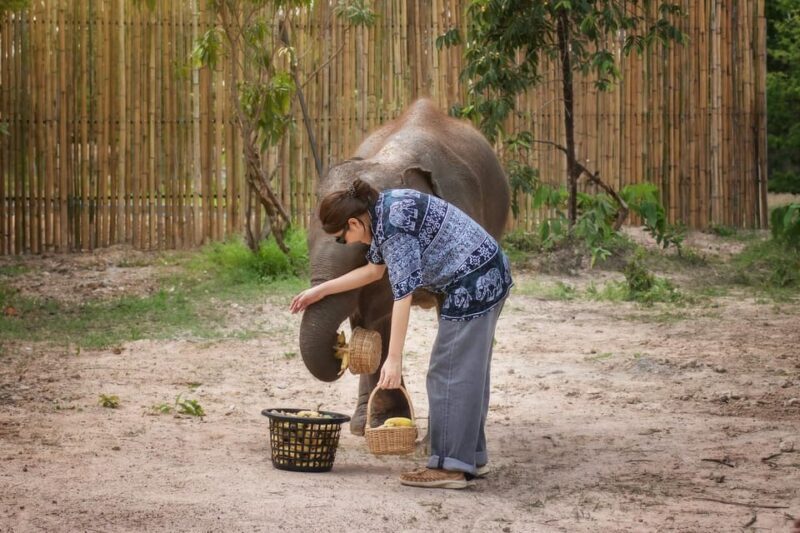 Chiang Mai: Ethical Elephant Encounter Feeding Program - Who Should Consider This Tour?