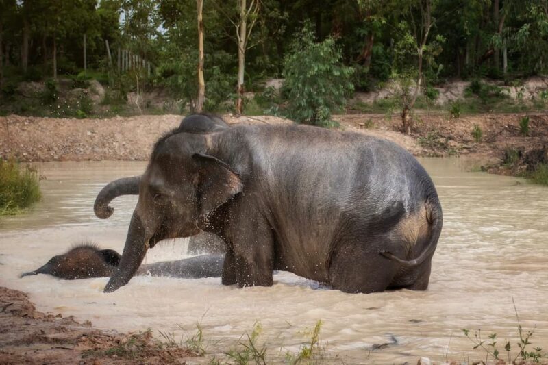 Chiang Mai: Ethical Elephant Encounter Feeding Program - The Sum Up