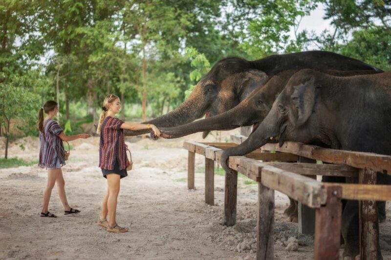 Chiang Mai: Ethical Elephant Encounter Feeding Program - FAQ