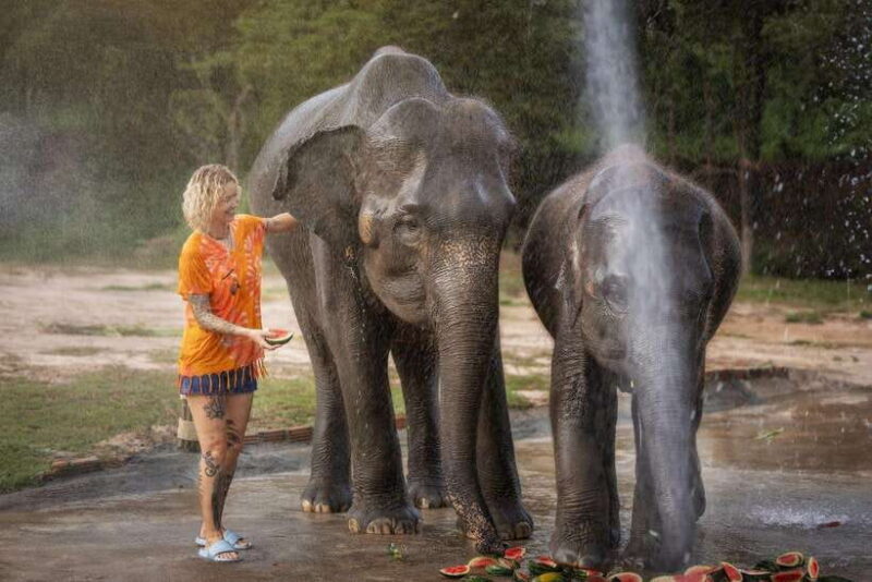 Chiang Mai: Ethical Elephant Feeding & Shower Program - The Sum Up
