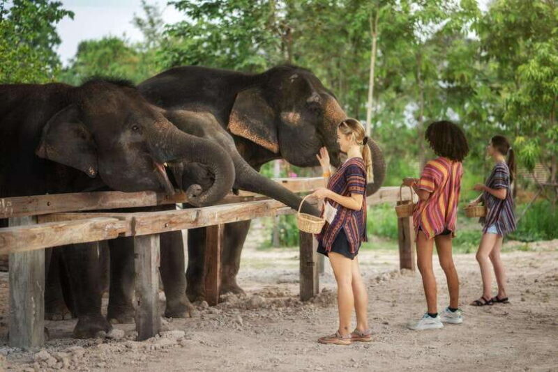 Chiang Mai: Ethical Elephant Feeding & Shower Program - FAQ