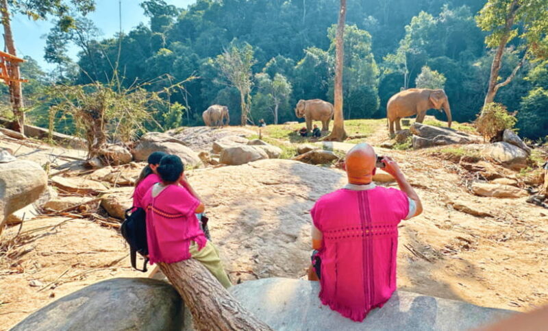 Chiang Mai: Ethical Half Day Elephant Sanctuary & Waterfall - The Sum Up