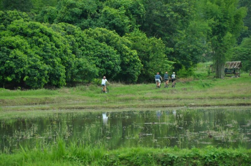 Chiang Mai Fields of Gold Cycling Tour - An In-Depth Look at the Chiang Mai Fields of Gold Cycling Tour