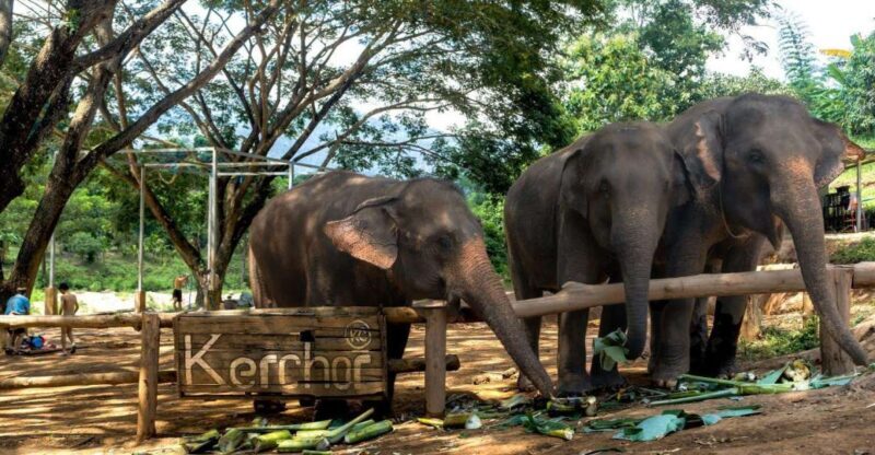 Chiang Mai: Full-Day Kerchor Elephant Eco Park Tour & Trek - Practical Tips for Booking and Participation