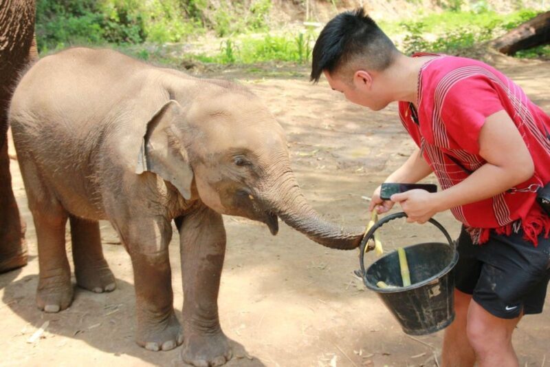 Chiang Mai: Full-Day Kerchor Elephant Eco Park Tour & Trek - FAQ