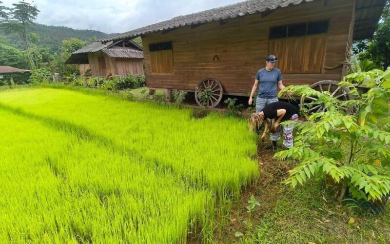 Chiang Mai: Half-Day Rice Farming Experience - Frequently Asked Questions