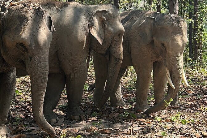 Chiang Mai Half Day Tour: Doi Inthanon Elephant Sanctuary - What Travelers Are Saying