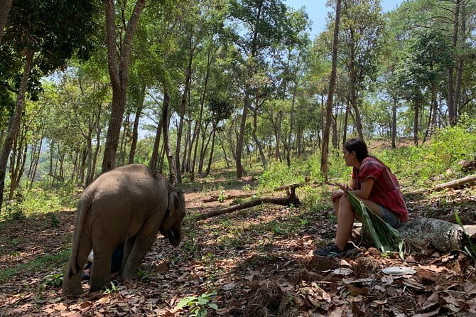 Chiang Mai Half Day Tour: Doi Inthanon Elephant Sanctuary - FAQ