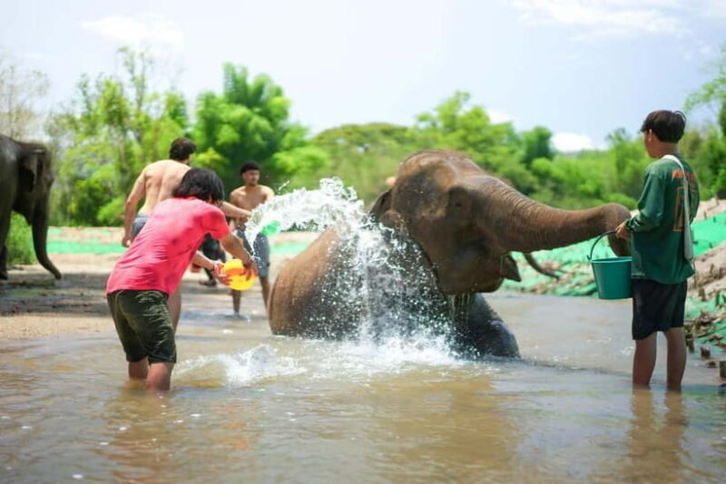 Chiang Mai: Jungle Jumbo Elephant Sanctuary with Waterfall - The Value and Practicalities