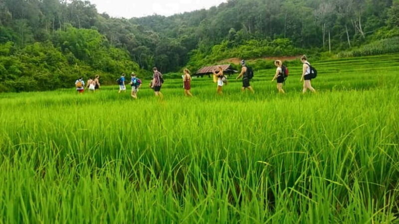 Chiang Mai: Jungle Trek, Elephants care & Bamboo Rafting - FAQ: Your Questions Answered