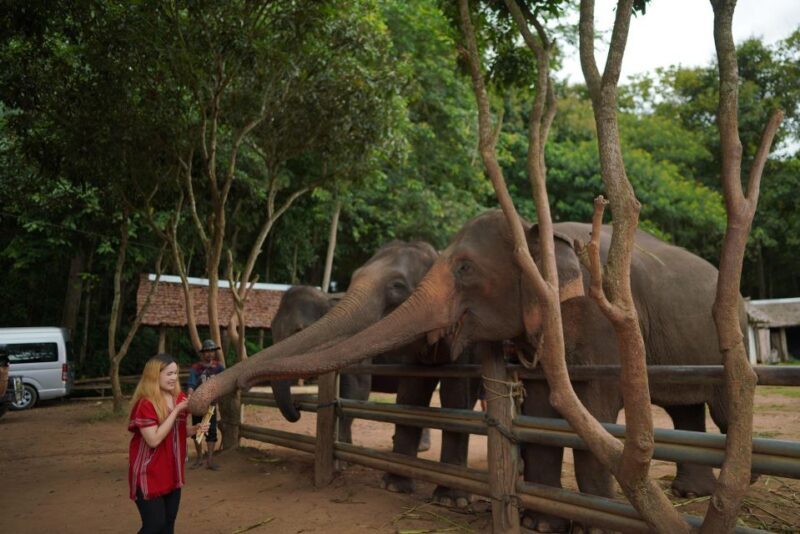 Chiang Mai: National Elephant Care, Rafting, & Ziplines Trip - Who Will Love This Tour?