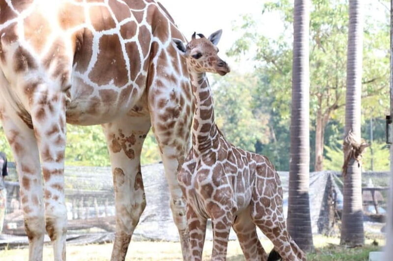 Chiang Mai Night Safari: Entry Ticket with Tram Ride - FAQs