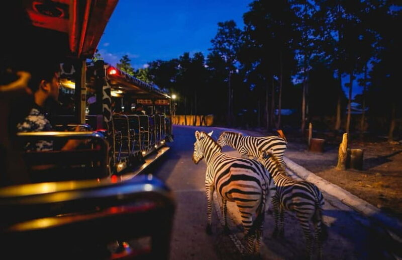 Chiang Mai Night Safari Full Access Ticket & Optional Pickup - What’s Missing and Who Will Love It?