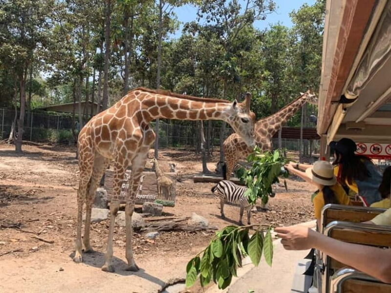 Chiang Mai Night Safari Full Access Ticket & Optional Pickup - Who Should Consider This Tour?