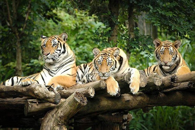 Chiang Mai Night Safari Tour including Transfer (Minimum 2 pax) - An In-Depth Look at the Chiang Mai Night Safari Tour