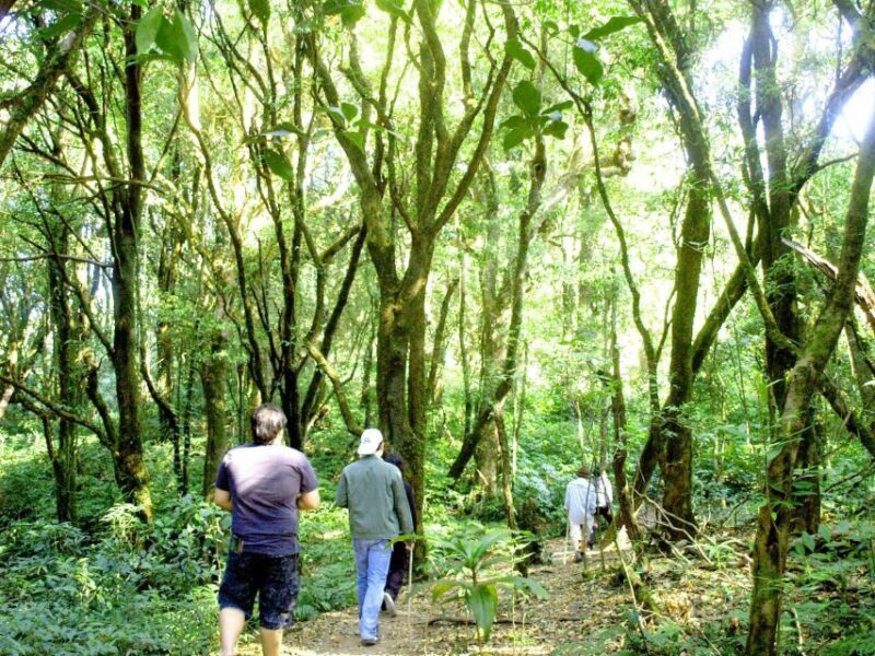 Chiang Mai: Pha Dok Siew Nature Trail & Doi Inthanon Trip - Key Points