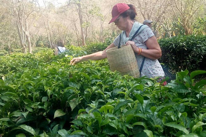 Chiang Mai Private Tour with Tea Plantation, Karen Village, Doi Suthep - An In-Depth Look at the Tour Itinerary