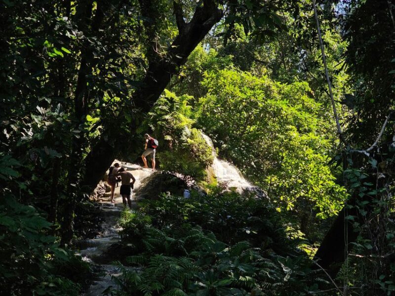 Chiang Mai: Sticky Waterfall Half-Day Tour & Hotel Transfers - Key Points
