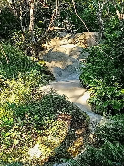 Chiang Mai: Sticky Waterfall Half day tour - Transportation and Duration: A Well-Organized Half-Day Trip