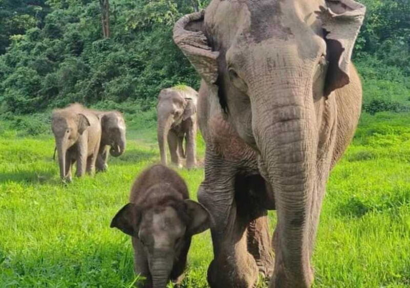 Chiang Mai | TeeTee Elephant Home Elephant Care Half-Day - To sum it up