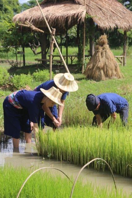 Chiang Mai: Thai Buffalo and Rice Planting Experience - Key Points