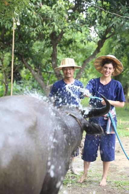 Chiang Mai: Thai Buffalo and Rice Planting Experience - Authenticity and Value