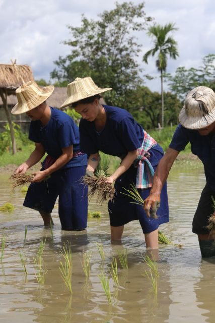 Chiang Mai: Thai Buffalo and Rice Planting Experience - Who Should Consider This Tour?