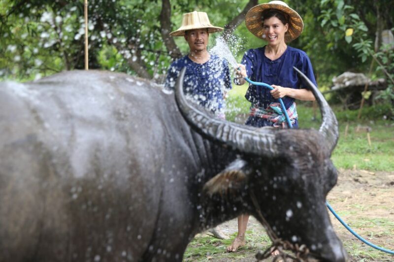 Chiang Mai: Thai Buffalo and Rice Planting Experience - Final Thoughts