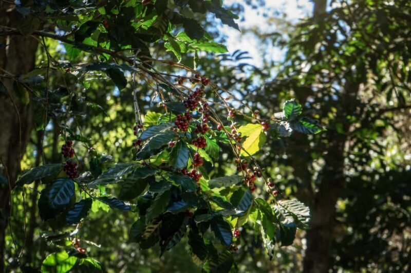 Chiang Mai : Thep Sadet & Coffee Plantation Full Day Hiking - An In-Depth Look at the Chiang Mai Thep Sadet & Coffee Plantation Tour