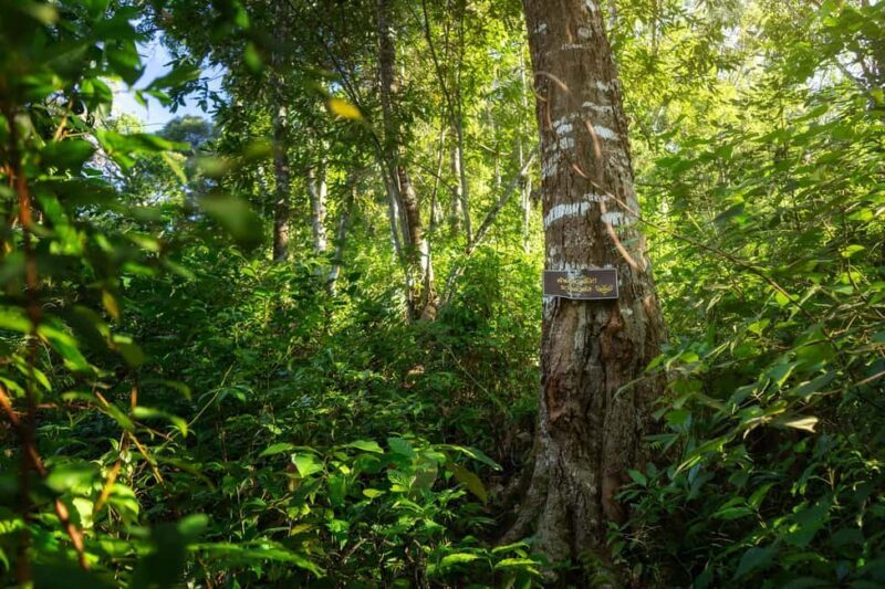 Chiang Mai : Thep Sadet & Coffee Plantation Full Day Hiking - FAQ