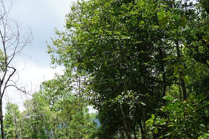 Chiang Mai Trekking Tour :Full day (no rafting) - What Makes This Tour Stand Out?