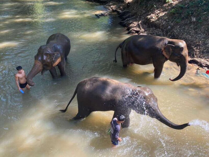 Chiang Mai Untouched Elephant: Nature Walk & Waterfall Trek - Key Points