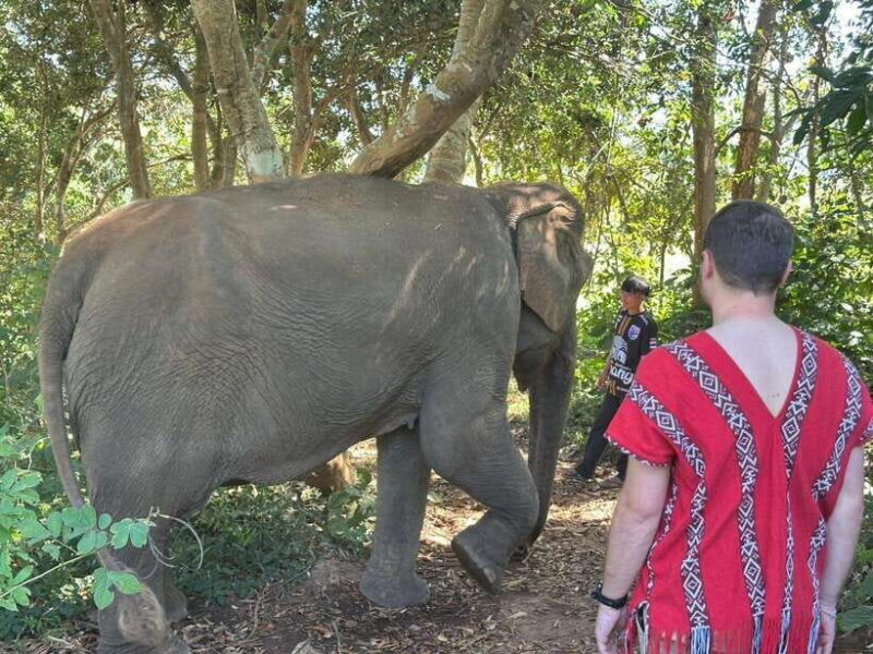 Chiang Mai Untouched Elephant: Nature Walk & Waterfall Trek - Final Thoughts: Who is This Tour Best For?