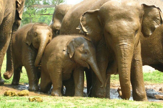 Chiang Mai Zipline White Water Rafting and Elephant Sanctuary - FAQ