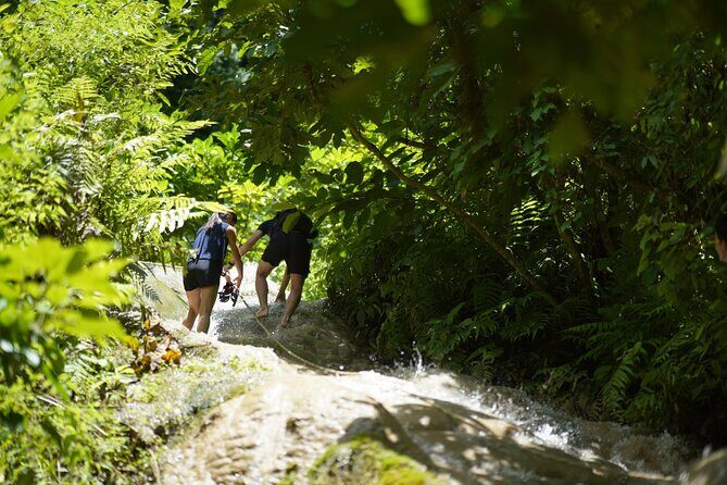 Chiang Mai:Sticky Waterfall Adventure and Bua Tong Huge Cave Tour - The Sum Up