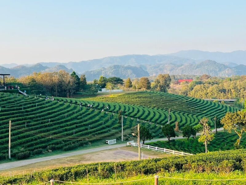 Chiang Rai: Discover 7 Must-See Spots & Lunch Included - FAQ