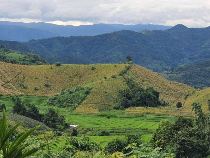 Chiang Rai Jungle Trek & Bamboo Tube Cooking Adventure - Authentic, Engaging, and Well-Rounded