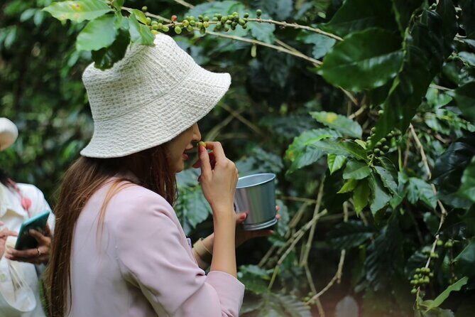 Chiangmai Coffee Farm Tour - Key Points