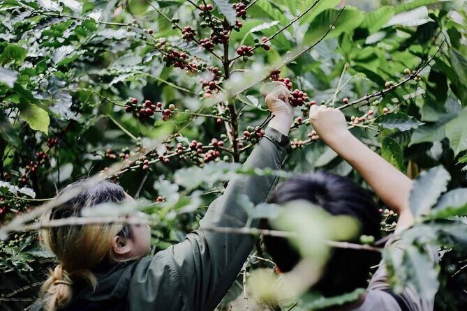Chiangmai Coffee Farm Tour - An Authentic Look at Thai Coffee Culture