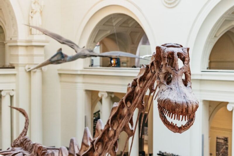 Chicago: Field Museum of Natural History Ticket or VIP Tour - An In-Depth Look at the Museum Experience
