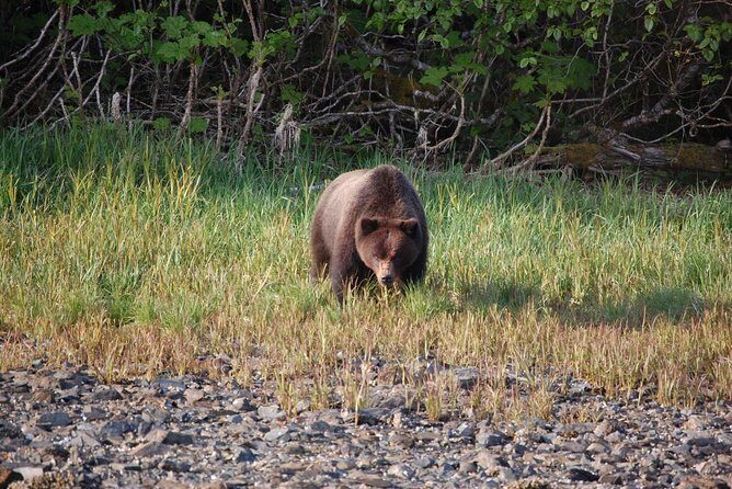 Chichagof Island Tour: Brown Bear Search - An In-Depth Look at the Chichagof Island Brown Bear Search Tour