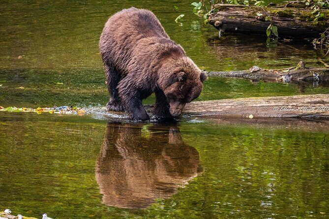 Chichagof Island Tour: Brown Bear Search - FAQ