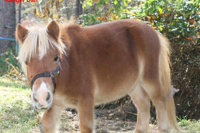 Children Mini Horse Rides - FAQs
