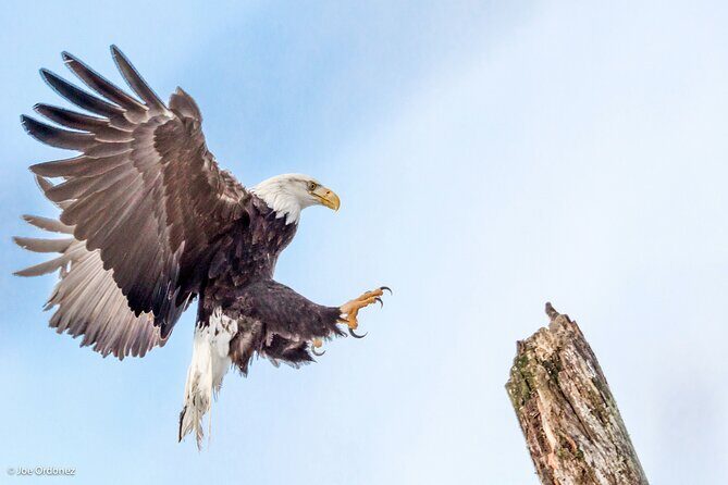 Chilkat Bald Eagle Preserve Rafting - Skagway Departure - Key Points